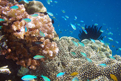 colorful corals and fishes at the Raja Ampat Islands, Papua, Indonesia