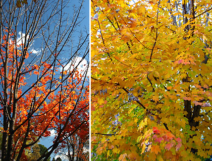 trees in autumn colors at Bethesda and Georgetown