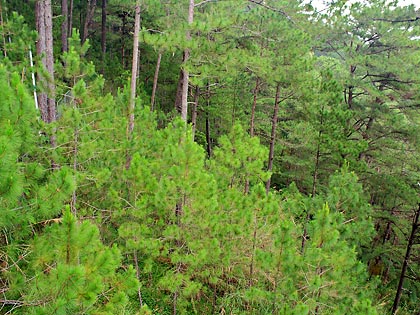 pine trees at Tree Top Adventure, Camp John Hay