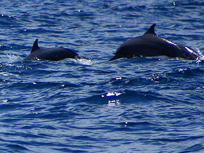 more spinner dolphins at Tañon Strait