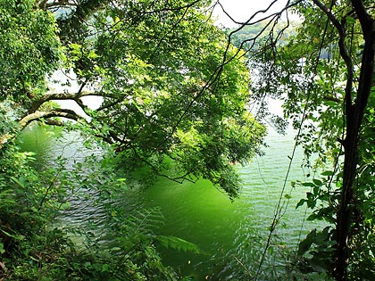 part of the rainforest around Bulusan Lake