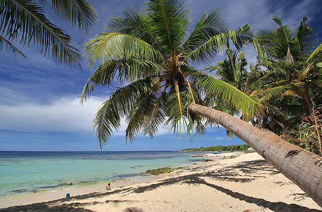 palms at Cabongaoan Beach, Burgos, Pangasinan