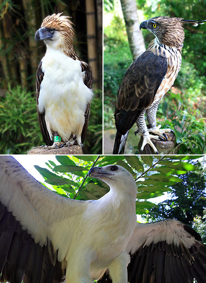 various birds of prey at the Philippine Eagle Center
