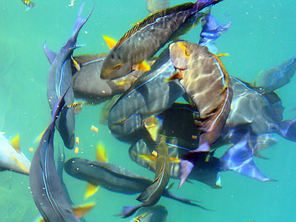 surgeon fish being fed in one of Igang Marinie Station's fish cages