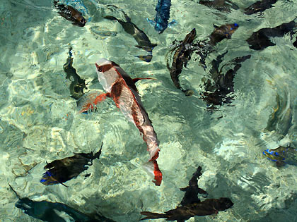 tropical fish in Juag's crystal-clear waters