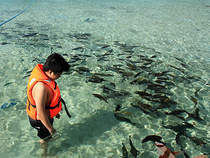 swarm of fish near young guest at Juag Lagoon