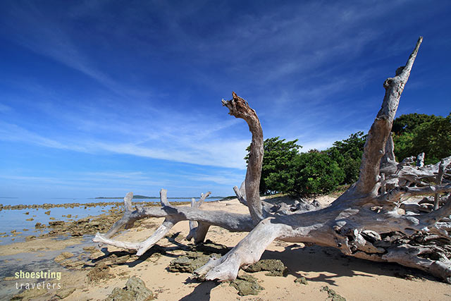 driftwood on Potipot Island’s southern shores