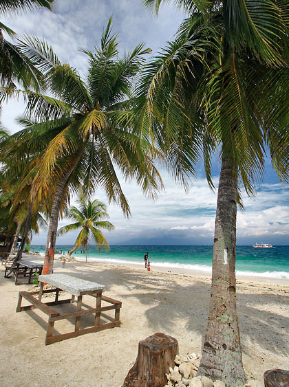 coconut plams at Dayang Beach Resort